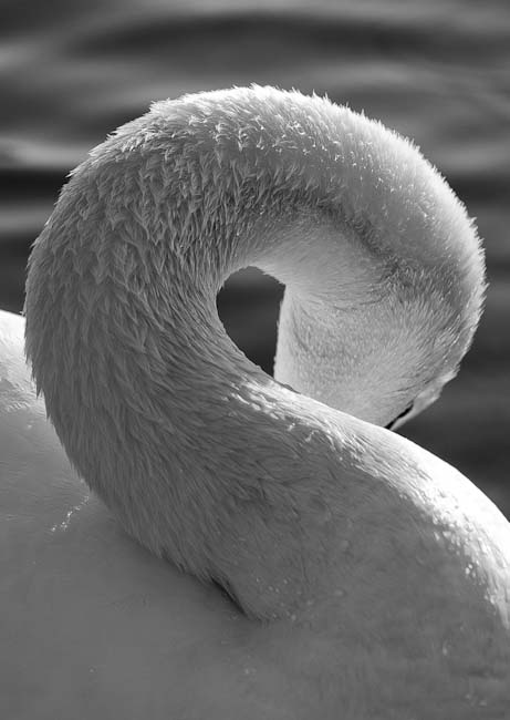 Monochrome-Kathleen_Beattie-S_is_for....jpg