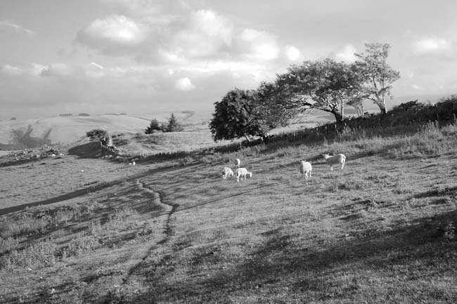 Monochrome-R_Bird-Near_Llyn_Clewedog_Powys.jpg