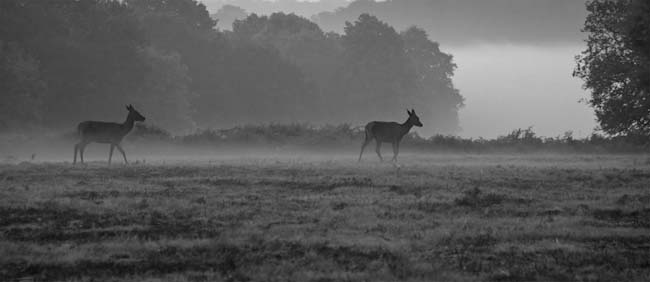 Monochrome-Ron_Castle-Misty_morning.jpg