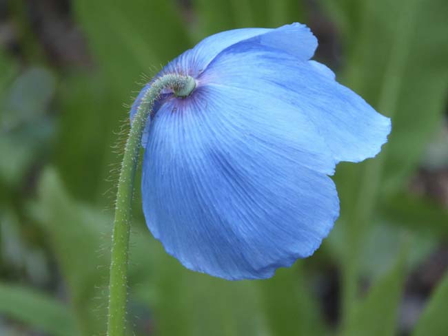 Alex_McKendrick-Intermediate-Meconopsis.jpg