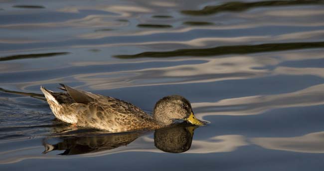 Dave_Mundy-Advanced-Another_Duck.jpg