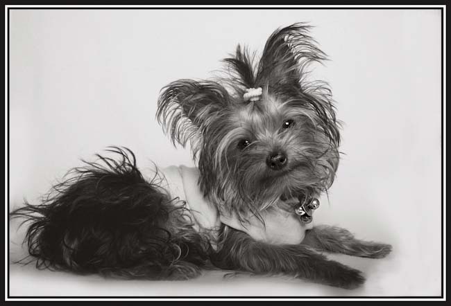 Leisa_Houlder-Intermediate-LITTLE_GIRL_LILLY.jpg