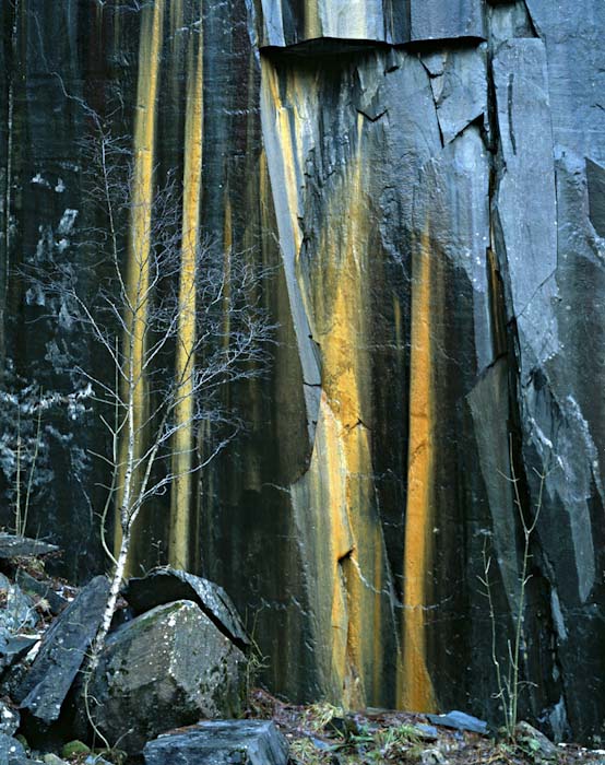 Paul-Franklin-Landscape-Tree_and_rock_face_in_Borrowdale.jpg