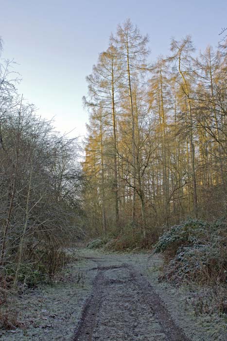 Tony_Murtagh-Landscape-MAIDENHEAD_THICKET.jpg