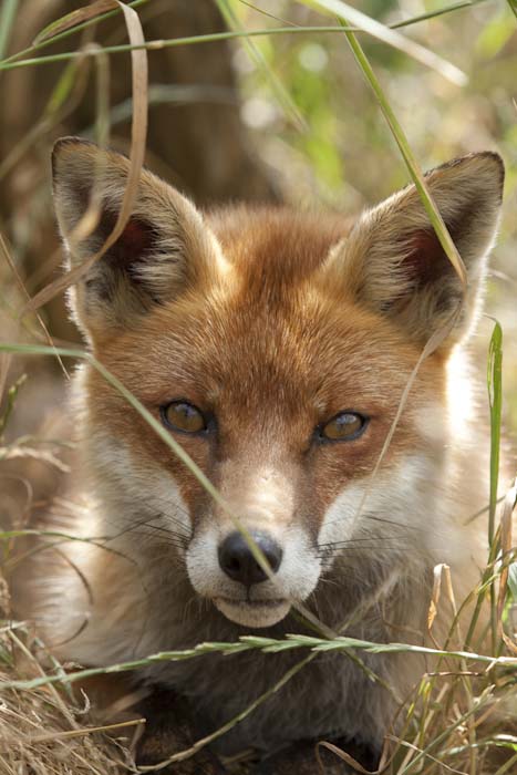 Amanda_Precious-Development-PLAYING_FOXY.jpg