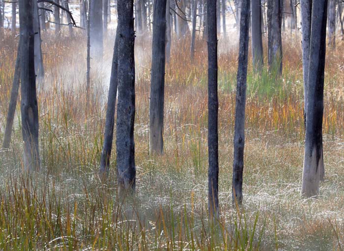 Chris_Gledhill-Intermediate-TREES_IN_THE_MIST.jpg