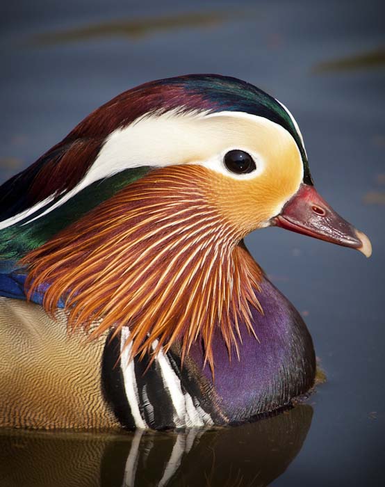 Mark_Russell-Advanced-MANDARIN_DRAKE_VIRGINIA_WATER.jpg