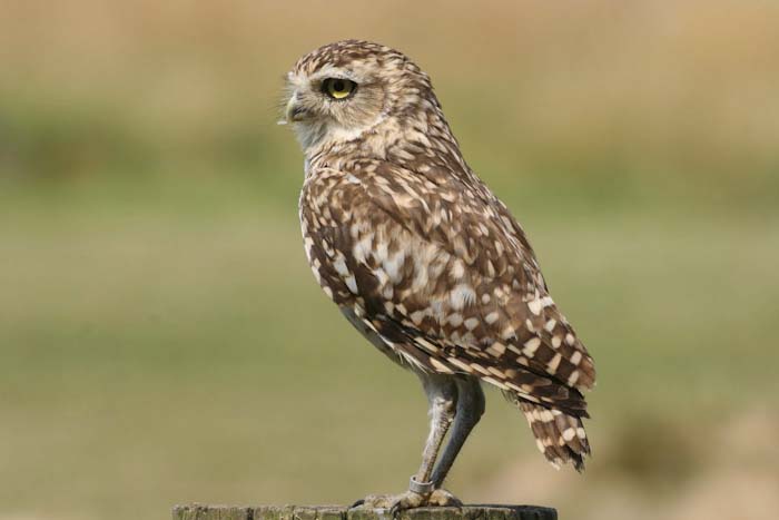 Steve_Reeves-Intermediate-Little_Owl.jpg