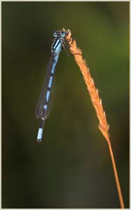 DaveMundy_Damselfly1.jpg