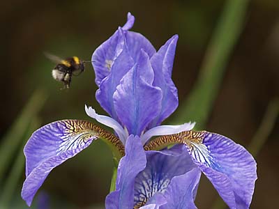 DavidGraham-Bee.jpg