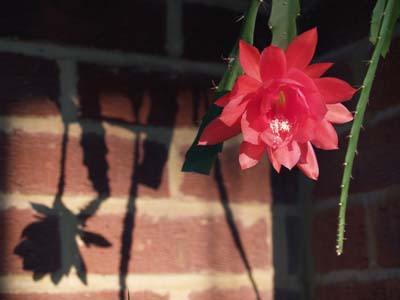 DavidGraham-CactusFlower.jpg