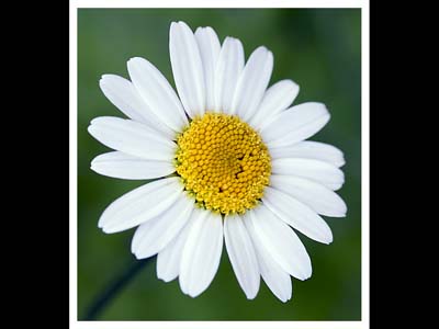 Ed_Doughty_Flower.jpg