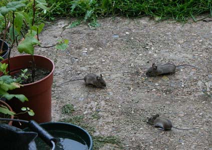 LindaBall_Mice.jpg