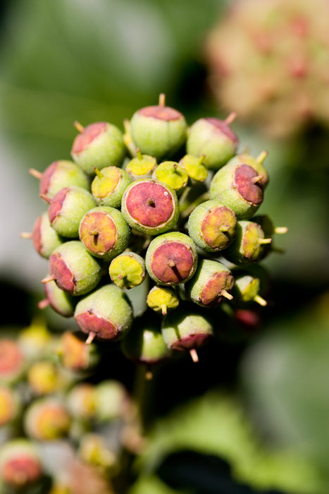 Ivy-Berries.jpg