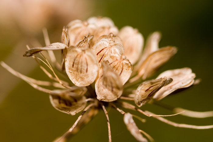 Seed-pods-close-up.jpg