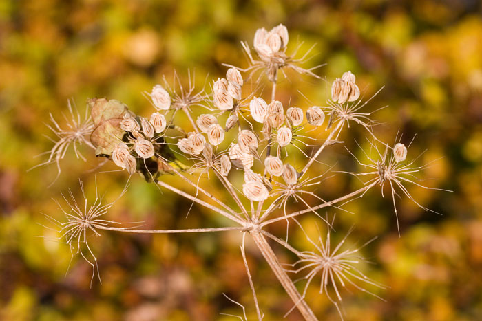 Seed-pods.jpg