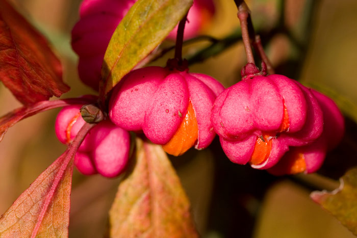 Spindle-Tree-Fruit.jpg