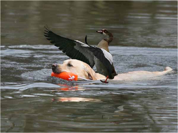 DoggyRescue.jpg