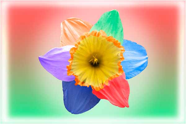 Multicoloureddaffodil.jpg