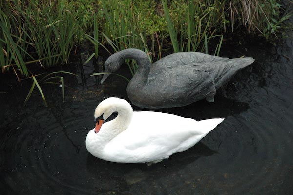 TheSwanBrothers.jpg