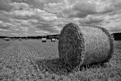 Albert_Opalko_-_Black__White_-_Hay_its_Hurley_afternoon.jpg