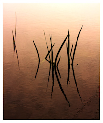Ed_Doughty-Club_Challenge_Abstract-Abstract-Reeds2.jpg