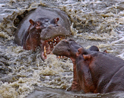 Ingrid_Gledhill_Angry_Hippos.jpg