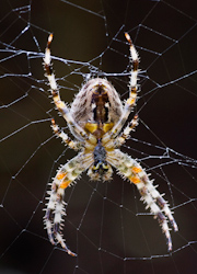 Joe_Humm__Garden_Spider.jpg