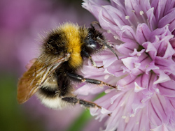 Mark_Russell-Bumble_Bee_On_Chive_Flower.jpg