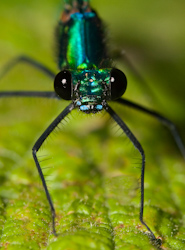 Steve_Mundy_-_Bug_Eyes.jpg