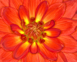 Dahlia Fire - Steve Mundy