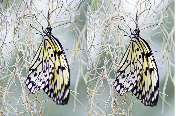 Idea leuconoe (Tree Nymph) f 4.5 & f 6.3