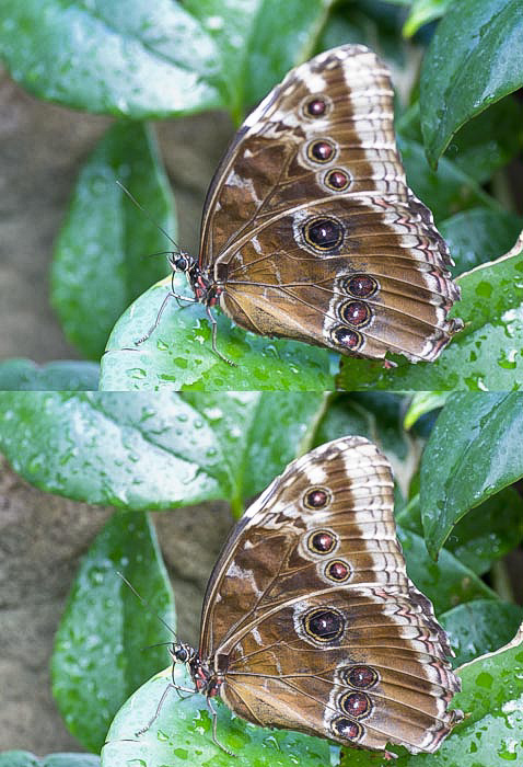 Morpho peleides (Blue Morpho) f 4.5 & f 8.0