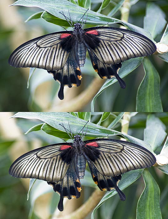 Papilio lowi (Asian Swallowtail) f 4.5 & f 8.0