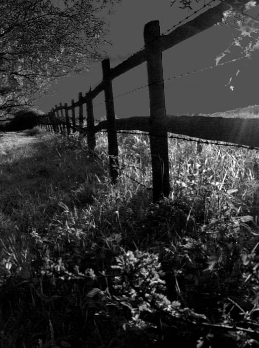 TheFencebyEdDoughty.jpg