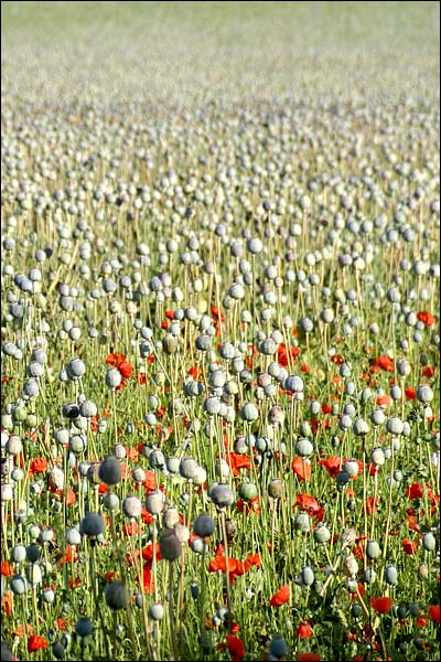 Cultivated-poppies-1.jpg