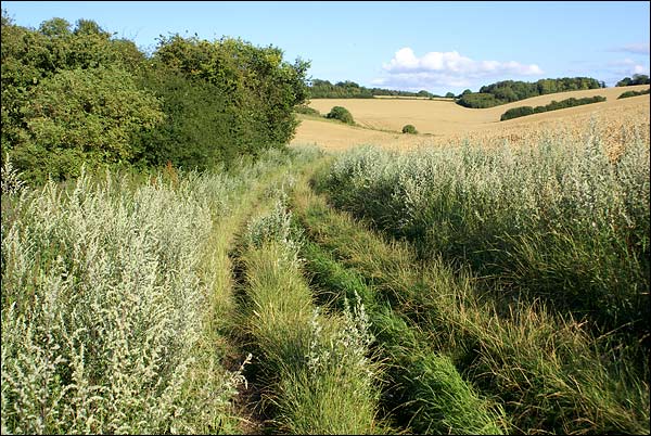 Path-towards-Ewelme-Park.jpg