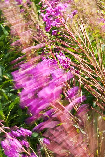 Rose-Bay-Willow-Herb.jpg