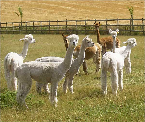 Alpacas.jpg