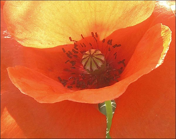 Backlitpoppy.jpg