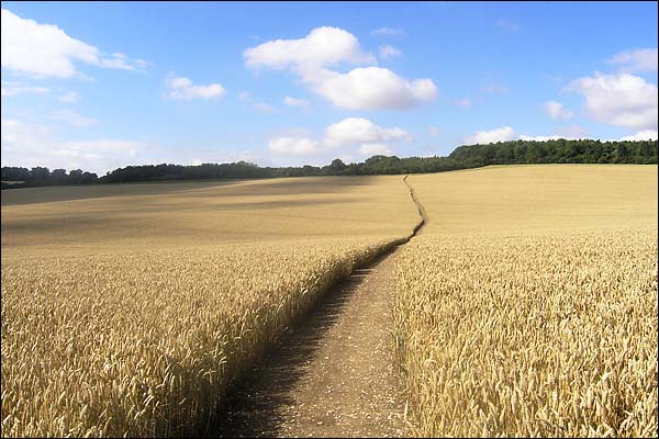 Paththroughbarleyfield.jpg