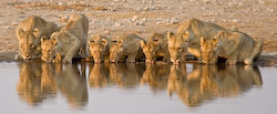 Steve Mundy - Drinking Lions