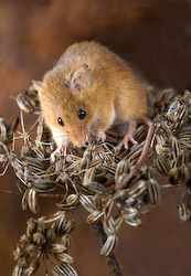 Sharon Ribbon - Harvest Mouse