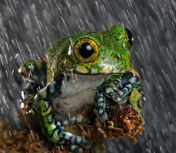 Ingrid Gledhill - Tree Frog
