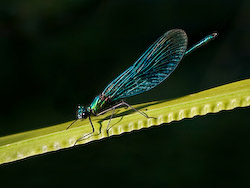 Dave Mundy - Damselfly