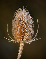 Ed Doughty - Frosted Teasel
