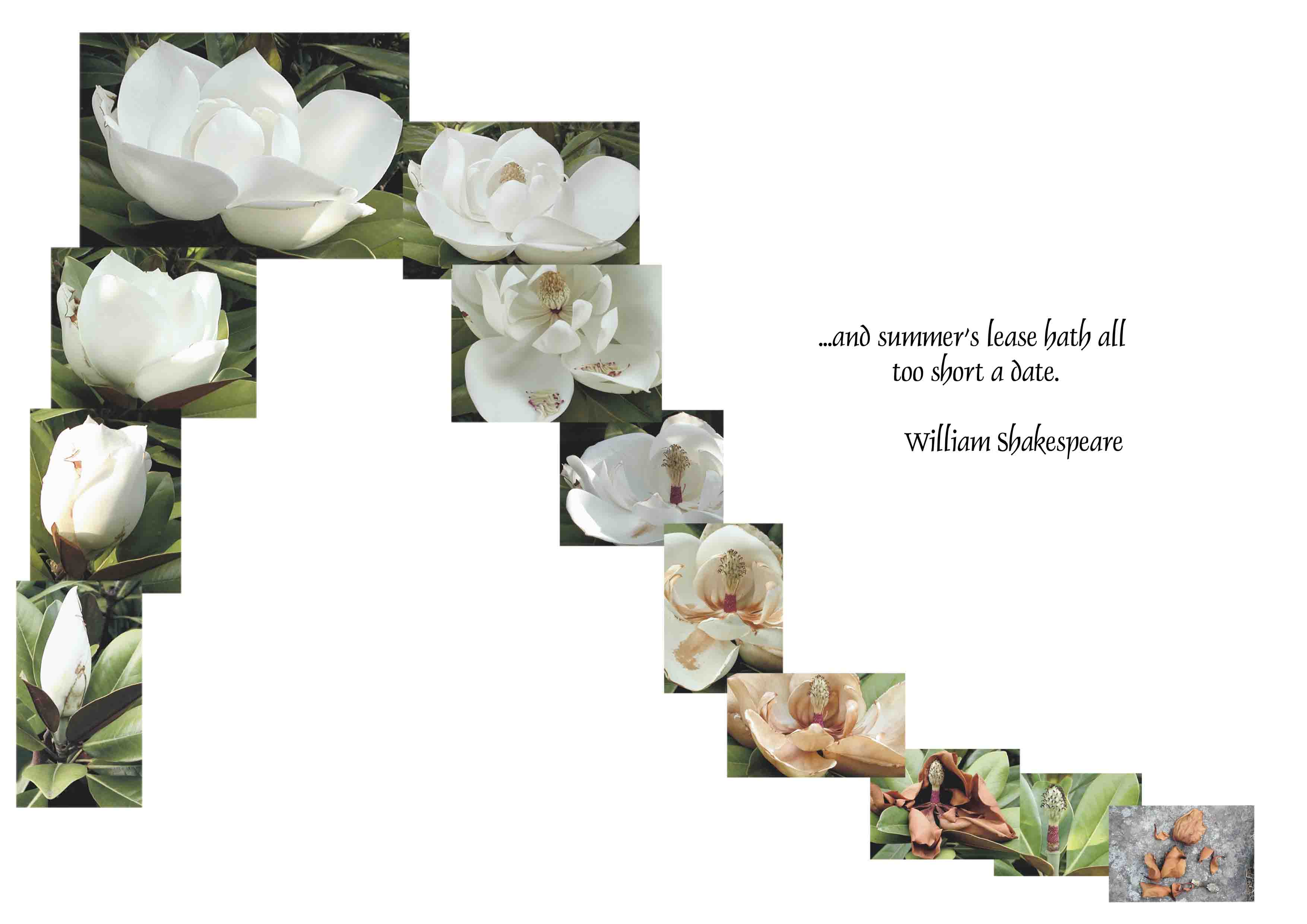 Inspired-Magnoliacollage.jpg