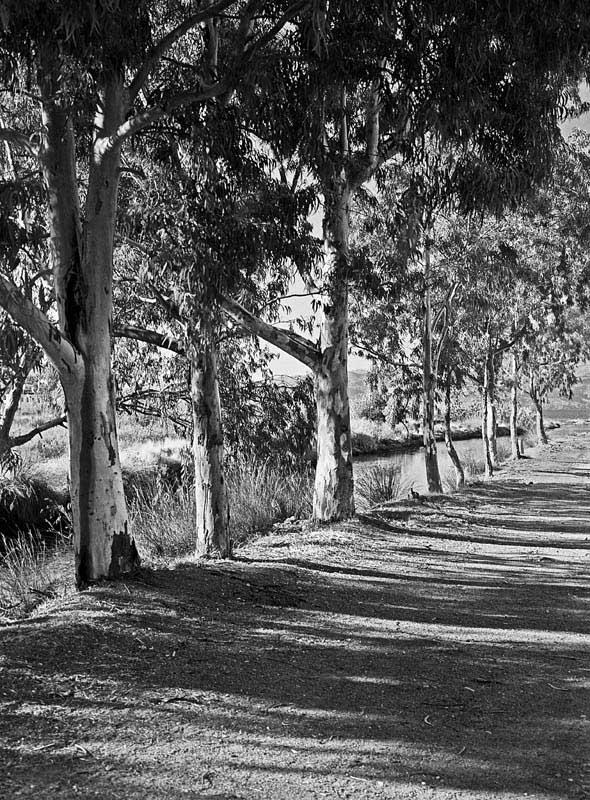 Eucalypts.jpg