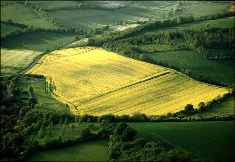 Rapefieldcopy.jpg