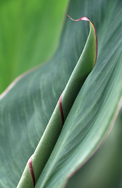 Cannacurl.jpg